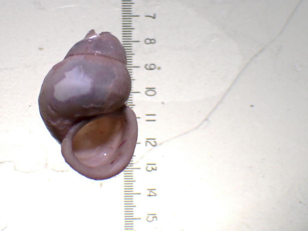 Aiuto per identificazione specie di gasteropodi.